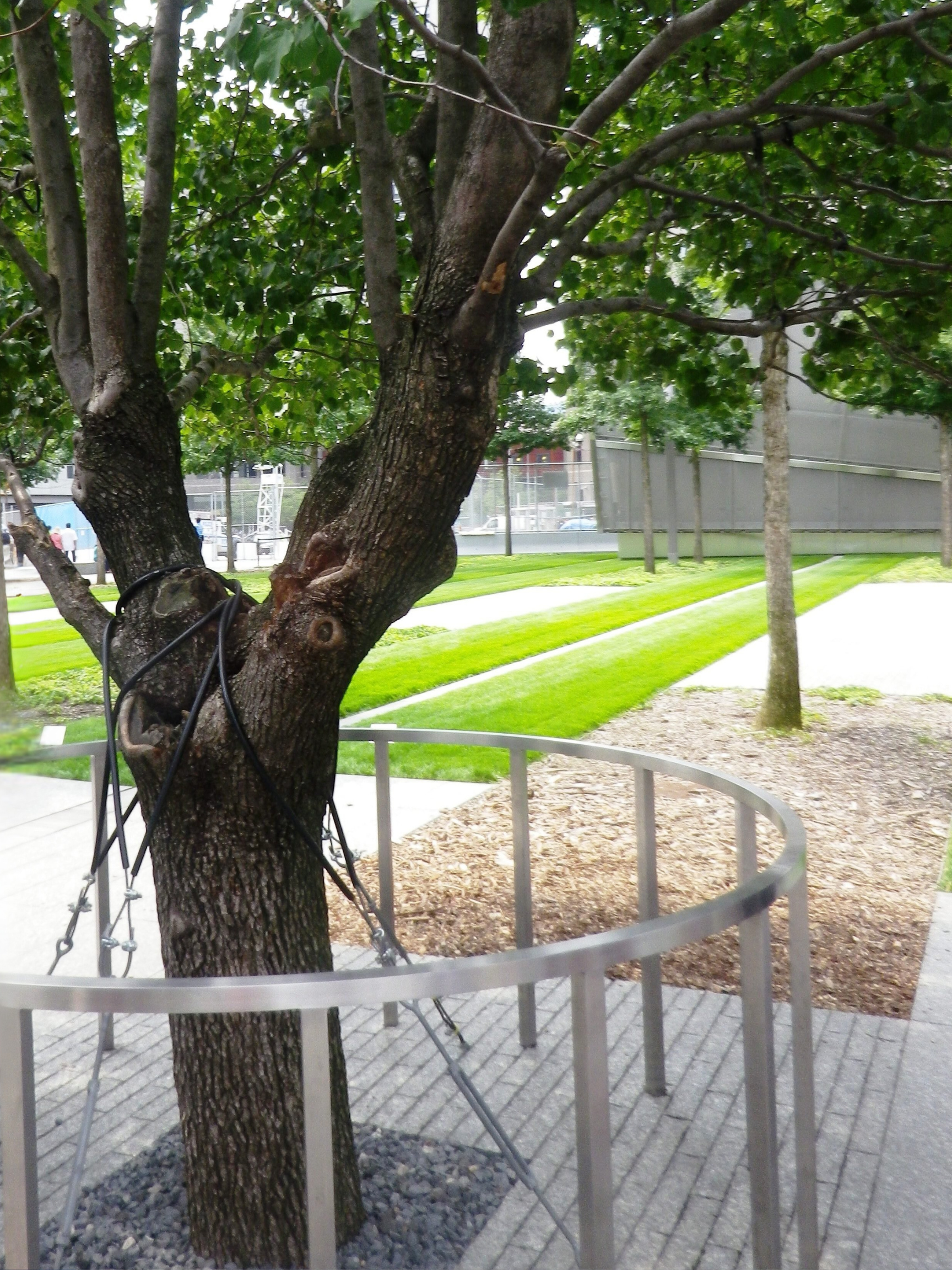 the%20survivor%20tree