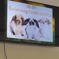 Dzień Królika